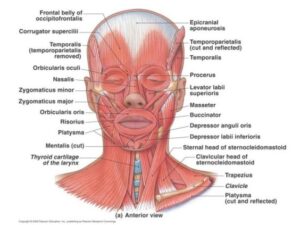 Psychology of Facial Aesthetics